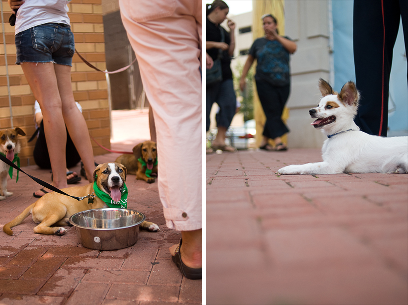 dogs_diptych