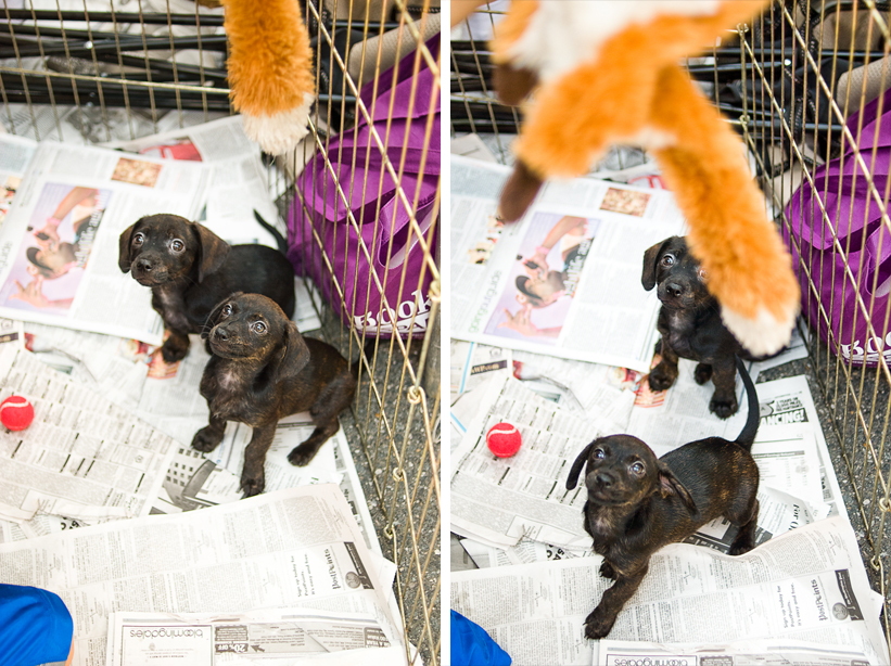 puppies_diptych