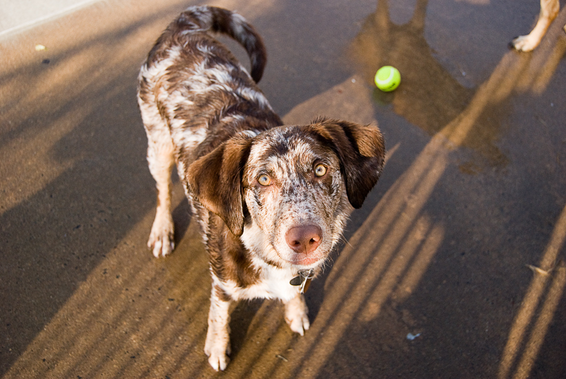 Doggie Day Swim - Old Town Alexandria