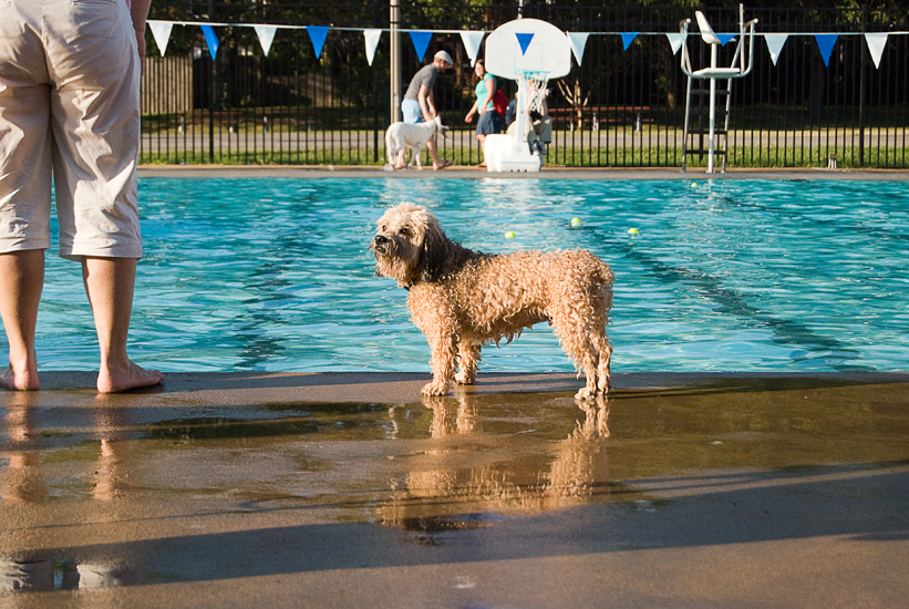 Doggie Day Swim - Old Town Alexandria