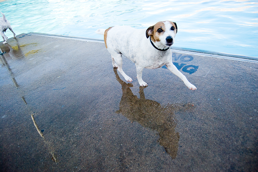 Doggie Day Swim - Old Town Alexandria