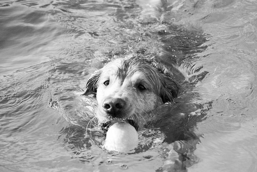 Doggie Day Swim - Old Town Alexandria