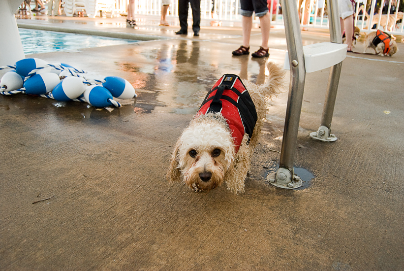 Doggie Day Swim - Old Town Alexandria