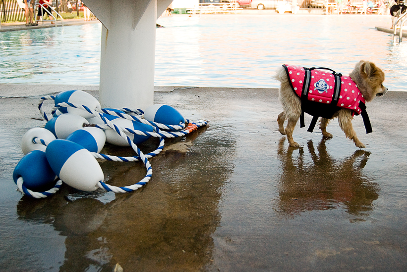 Doggie Day Swim - Old Town Alexandria