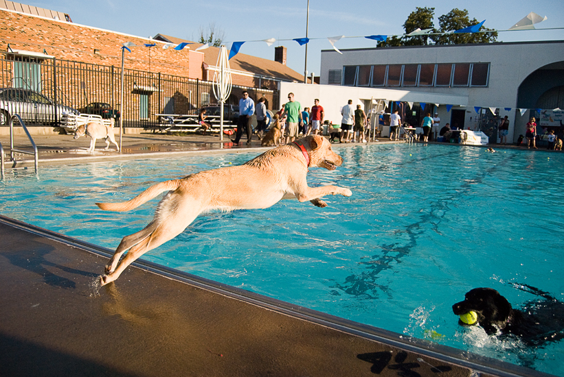 Doggie Day Swim - Old Town Alexandria