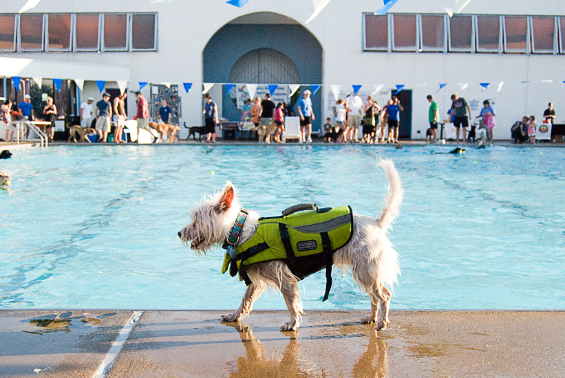 Doggie Day Swim - Old Town Alexandria