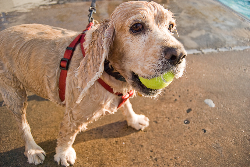 Doggie Day Swim - Old Town Alexandria