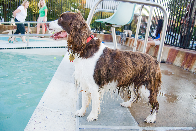 Doggie Day Swim - Old Town Alexandria