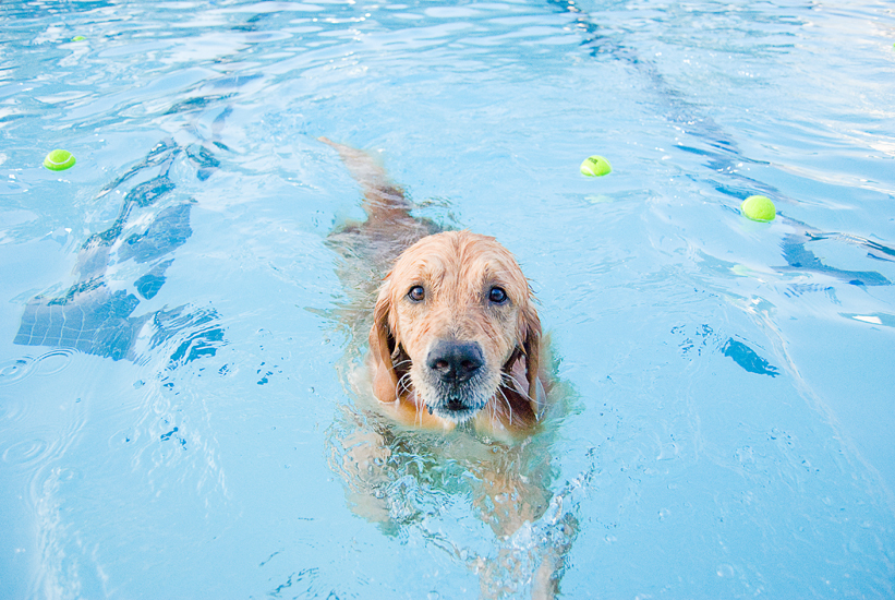 Doggie Day Swim - Old Town Alexandria