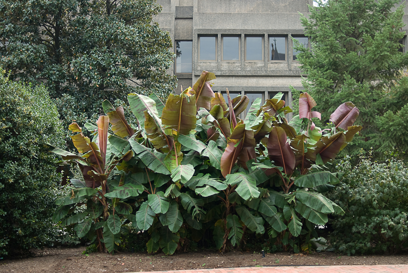 Georgetown University photography - Washington D.C.