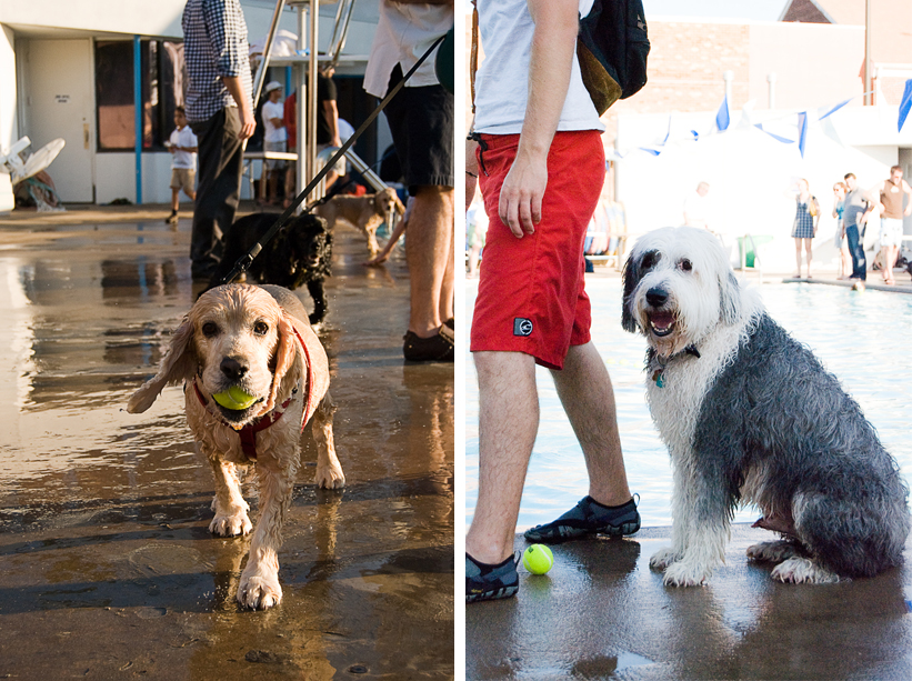 Doggie Day Swim - Old Town Alexandria