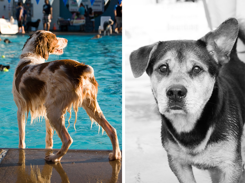 bw_diptych Doggie Day Swim - Old Town Alexandria