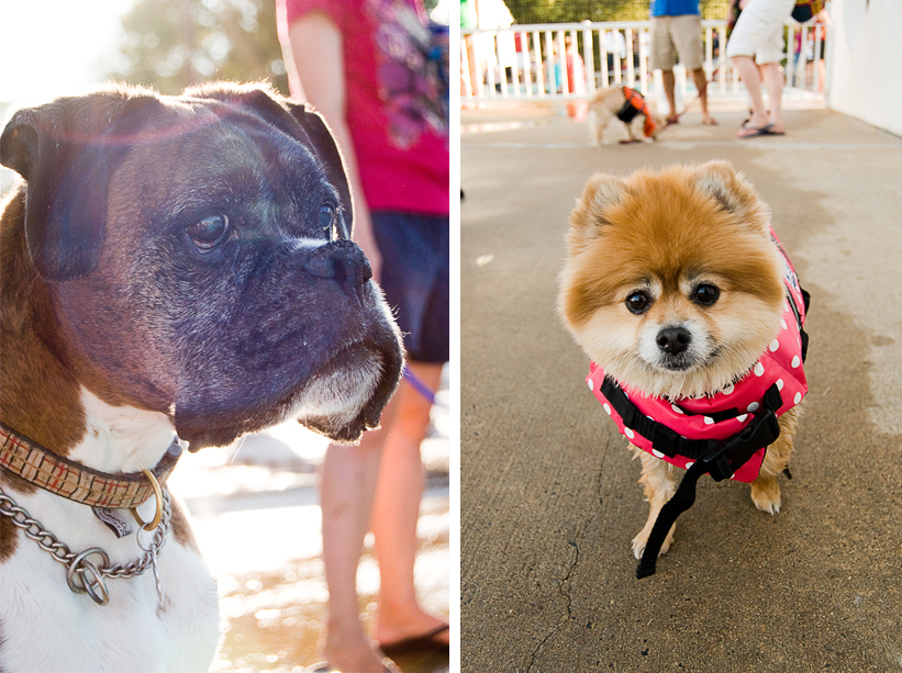 Doggie Day Swim - Old Town Alexandria