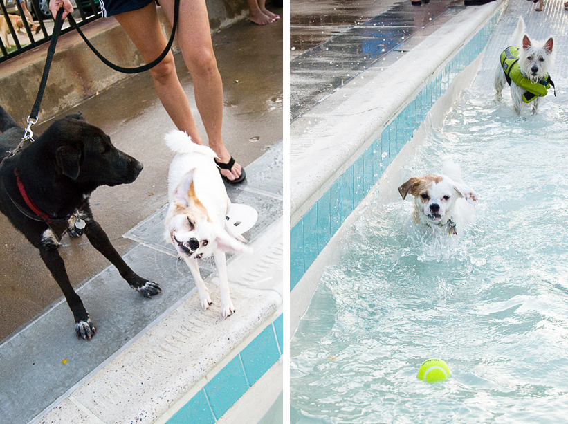 Doggie Day Swim - Old Town Alexandria