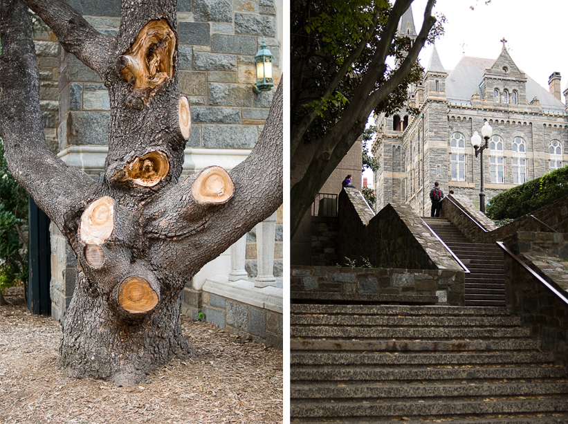 tree_diptych Georgetown University photography - Washington D.C.
