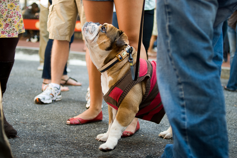 Oktoberfest in Shirlington - Arlington, Virginia event photographer