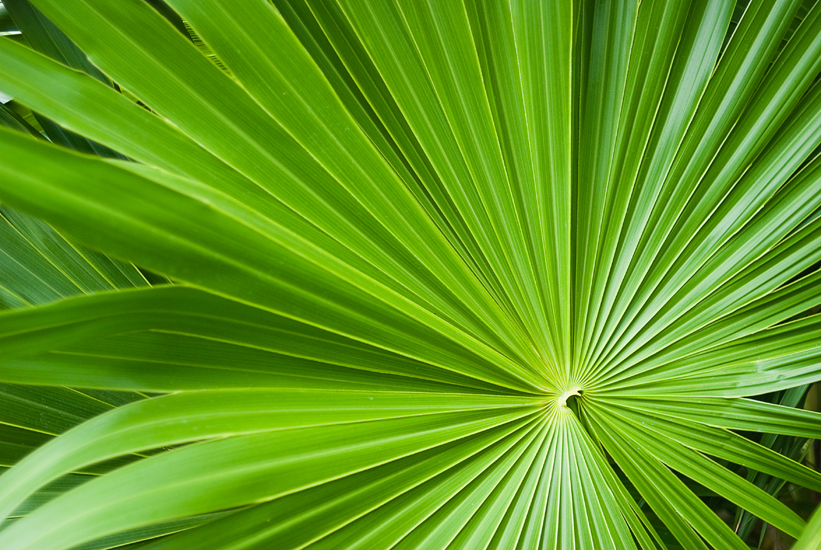 palm frond