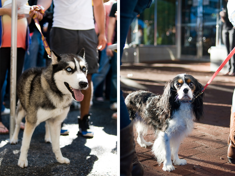 Oktoberfest in Shirlington - Arlington, Virginia event photographer