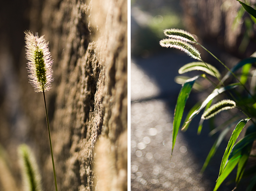 weeds
