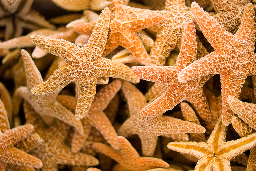 starfish