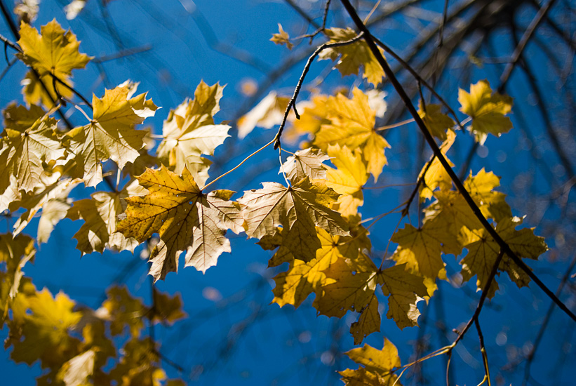 yellow leaves on a blue sky - washington dc