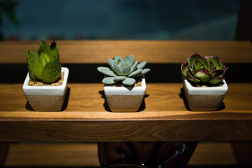 cacti in the hotel in Galveston, Texas