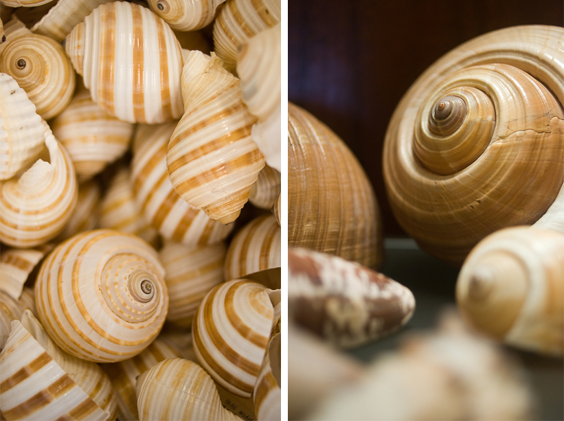 shells in a gift shop in Galveston