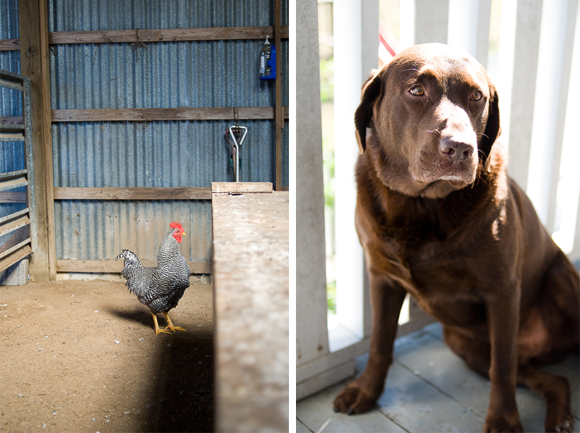 dog and rooster