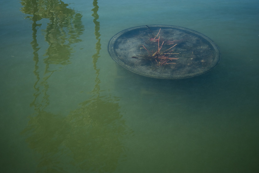 murky water and palm trees in balboa park