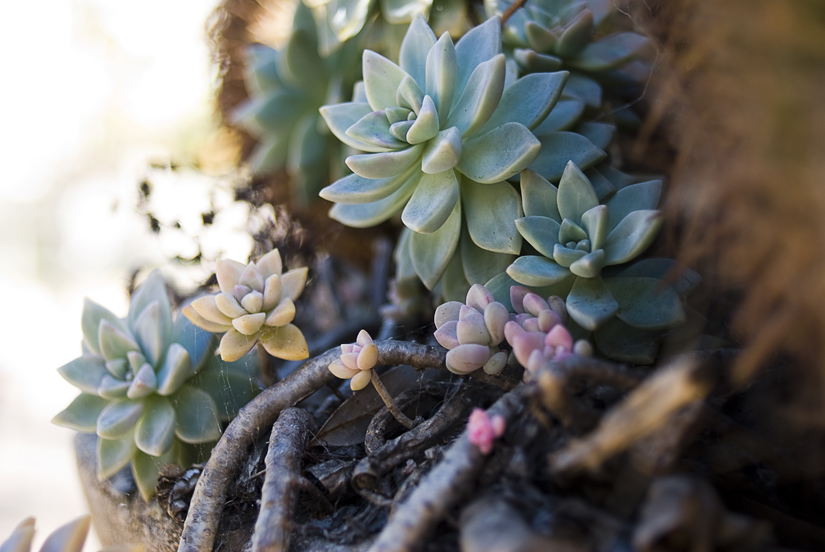 succulents at balboa park