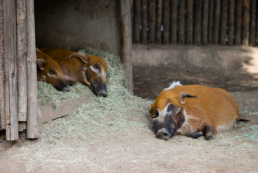 wild hogs at the san diego zoo's safari park