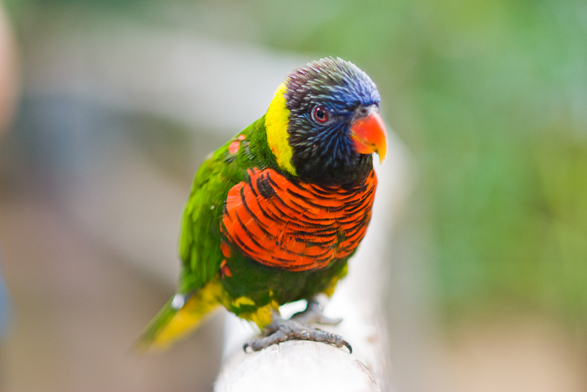 lorikeet at the san diego zoo's safari park