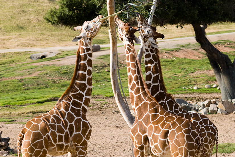 giraffes at the san diego zoo's safari park