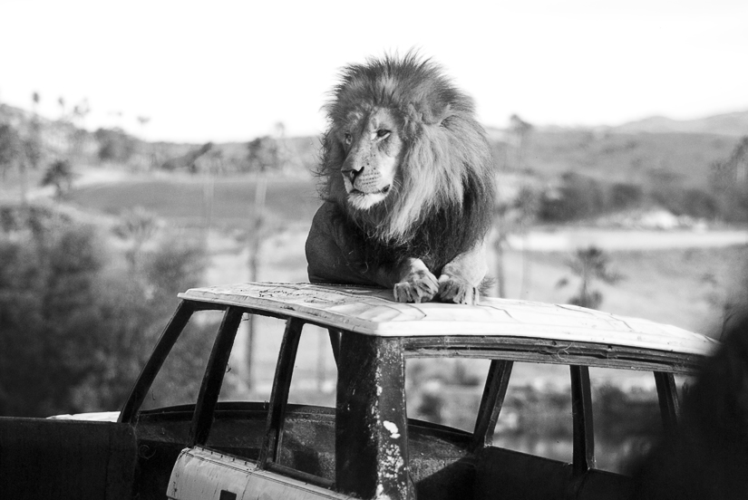 lion at the san diego wild animal park in black and white