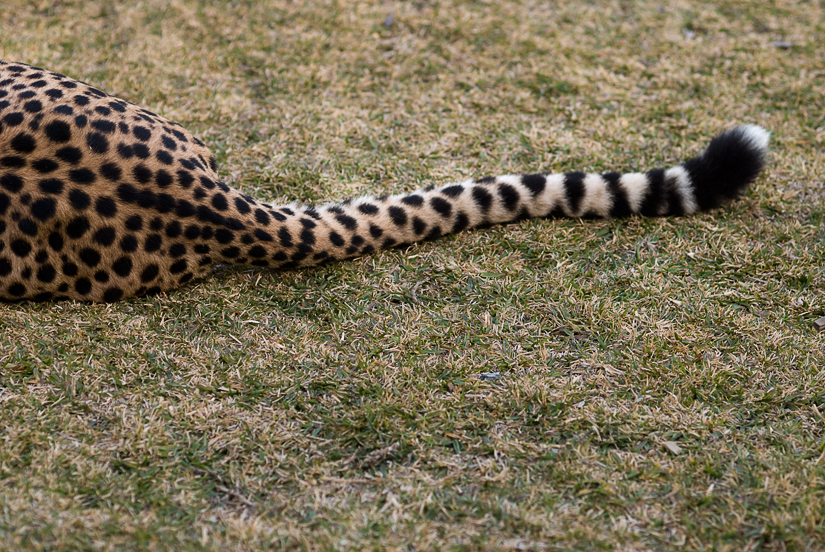 cheetah tail at the san diego zoo's safari park