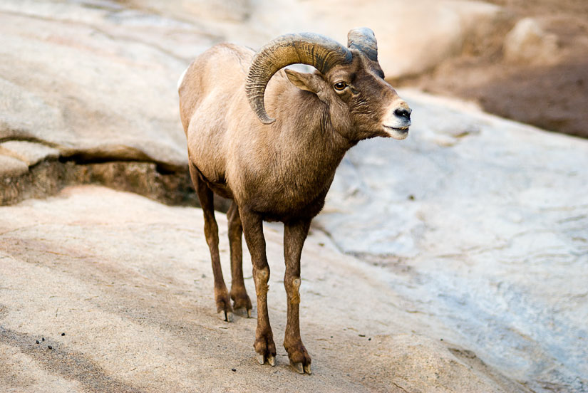 big horn sheep at the san diego zoo's safari park