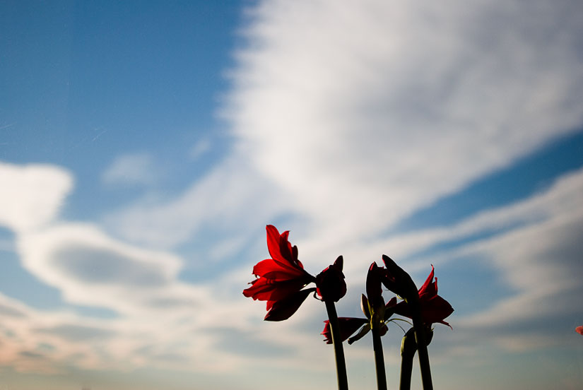 red flowers and blue sky