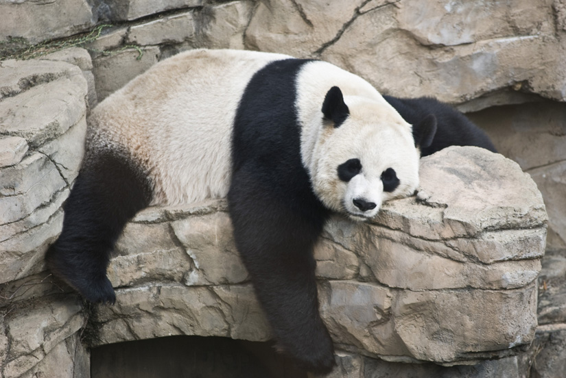 panda at the national zoo in washington dc