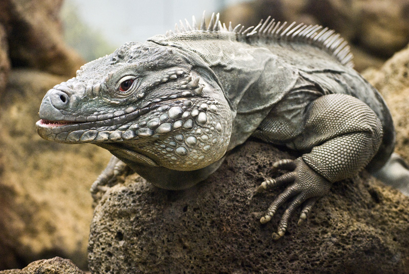 lizard at the zoo