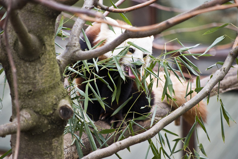 red panda at the National Zoo in Washington, DC