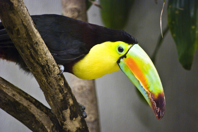 toucan at the national zoo