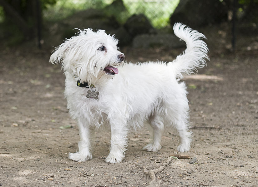 white doggie at shirlington dog park