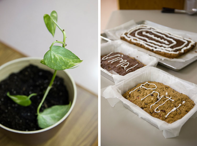 engagement cake and plant