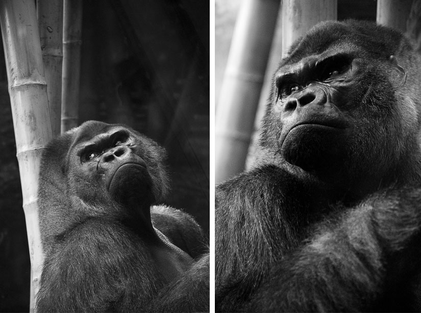 gorilla_diptych gorilla at the chicago zoo