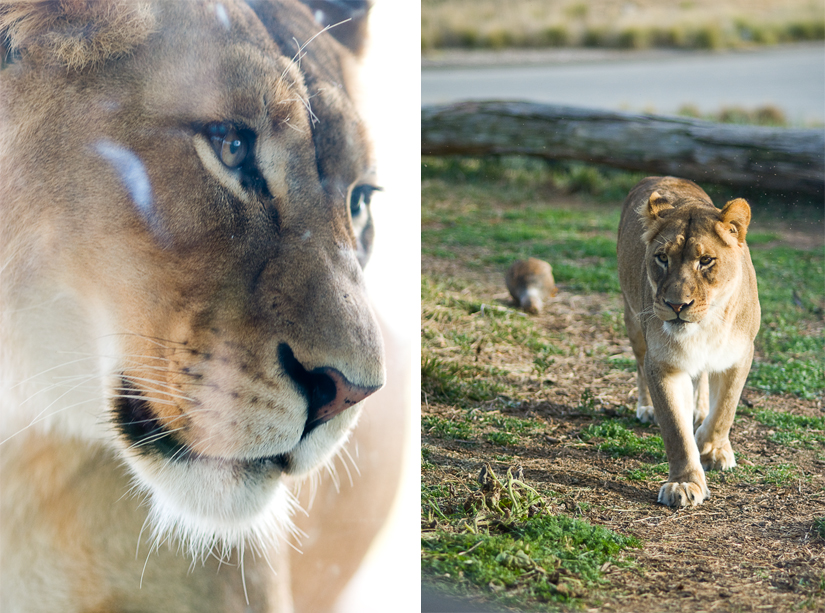 lionness diptych at san diego zoo