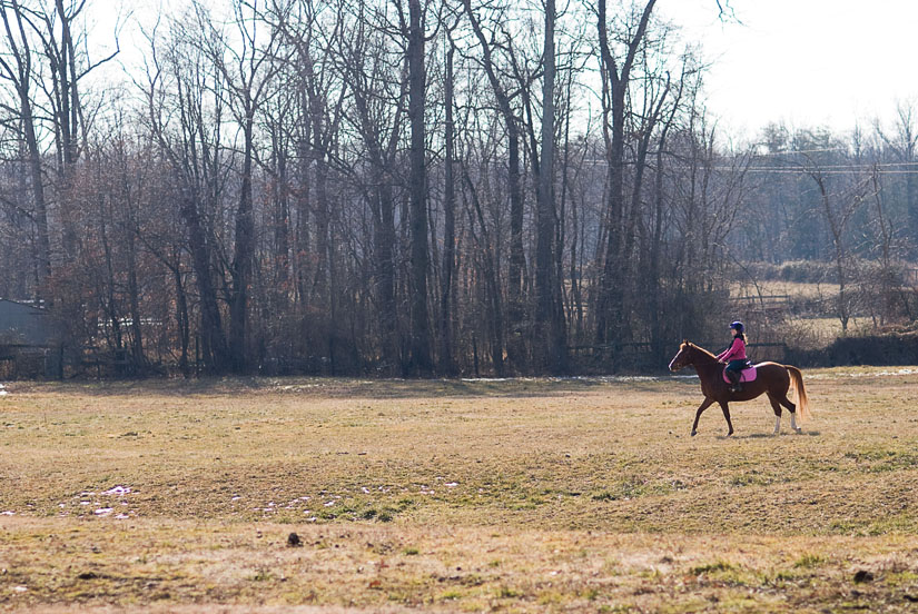 horse and rider in a field