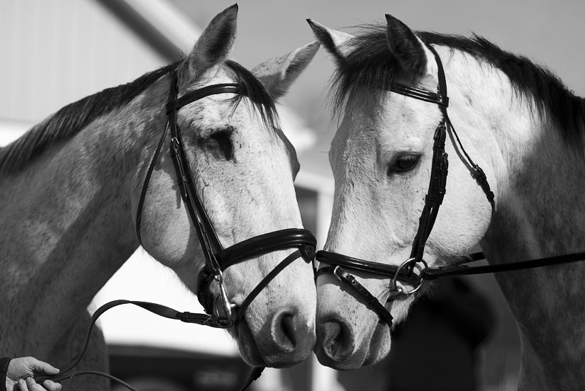 20110116_horses_0250 Inspired and Fair Storm "Diesel and Storm"