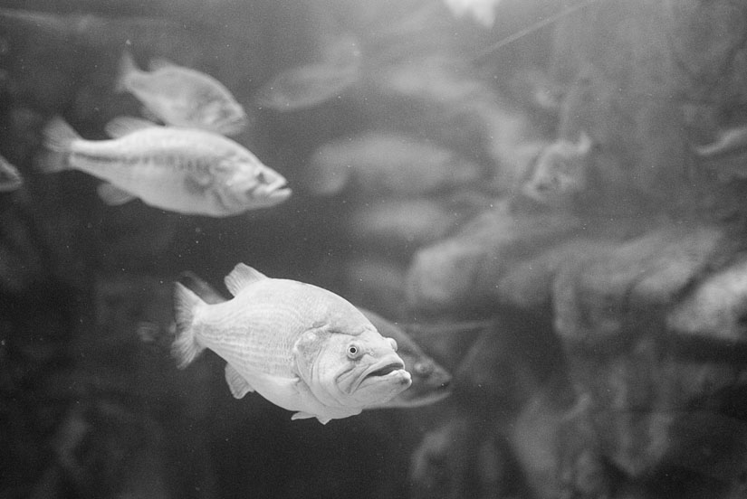 fish in an aquarium in black and white