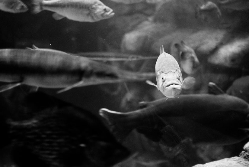 fish swimming among a bunch of other fishes