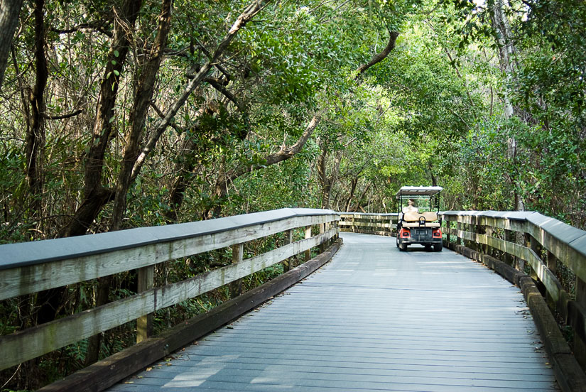 tram going down boardwalk in mangrove forest
